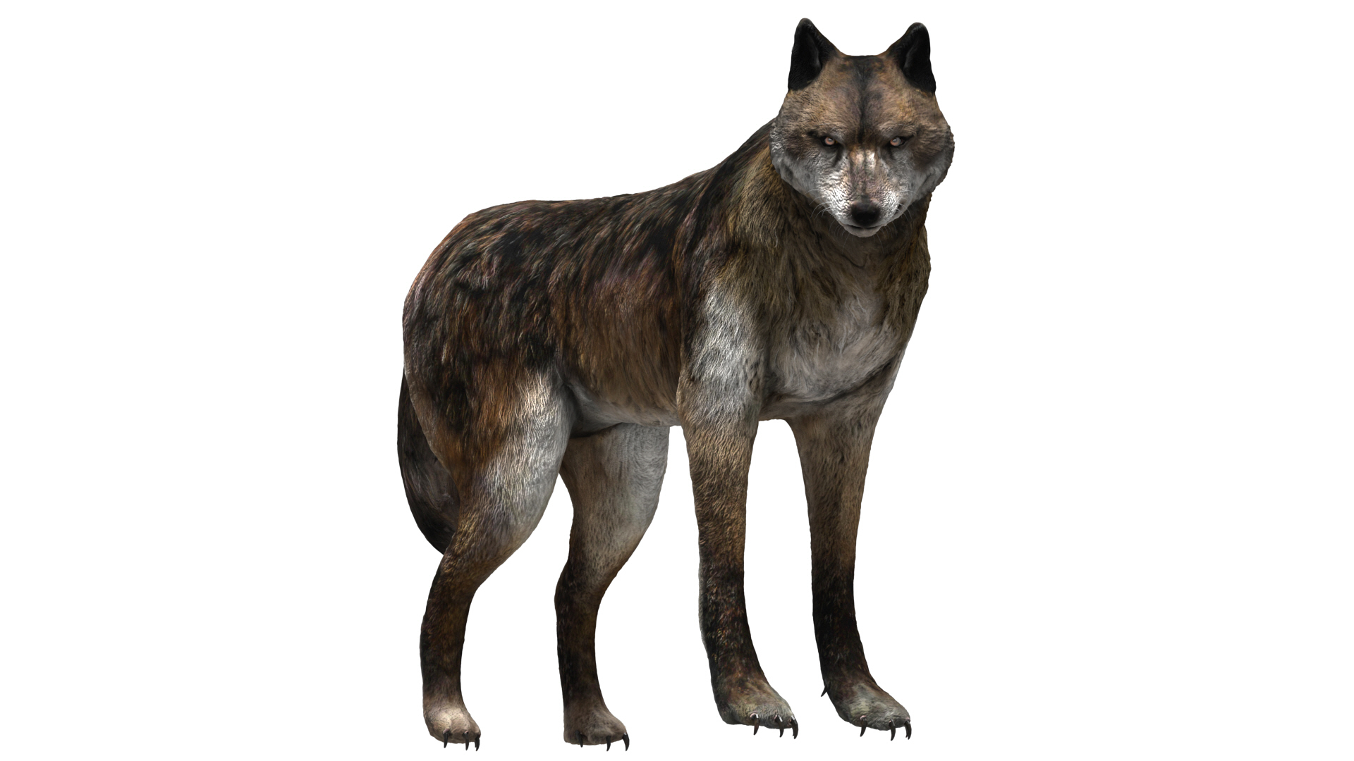 wolf beast 3D https://p.turbosquid.com/ts-thumb/CG/dd998h/vs0qCf2D/wolf/jpg/1574300829/1920x1080/turn_fit_q99/d543095b38657e5aeae22c52abadfdf2374fc9c6/wolf-1.jpg