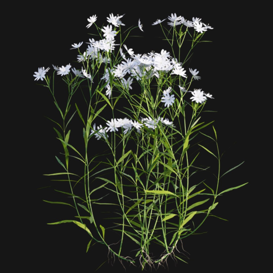3D Stellaria holostea  Greater stitchwor model https://p.turbosquid.com/ts-thumb/CG/g3b28m/KC/3dtree_stellaria_holostea_06/jpg/1621913661/1920x1080/fit_q87/096707ccb00a618f38a99b683e7fbf9c30b569cd/3dtree_stellaria_holostea_06.jpg