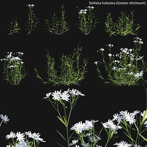 3D Stellaria holostea  Greater stitchwor model