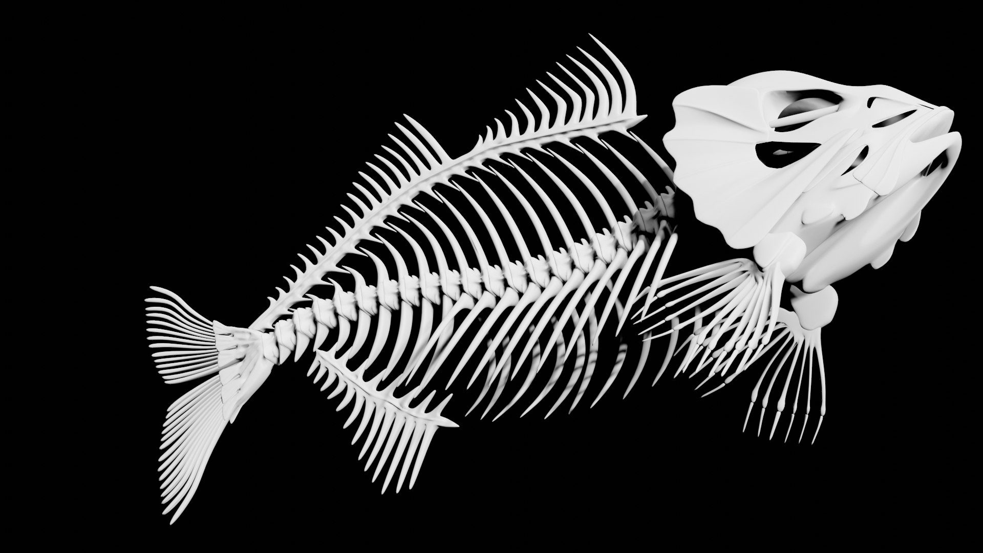 3D Fish Skeleton model - TurboSquid 1820092