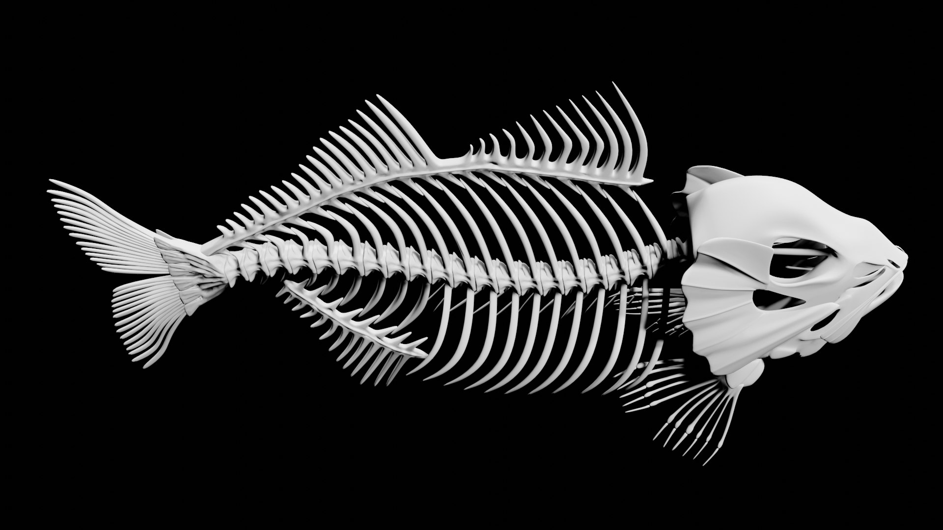 3D Fish Skeleton Model - TurboSquid 1820092