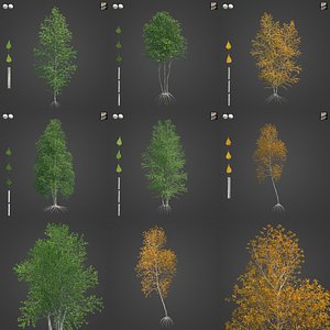 2021 PBR Grey Birch Collection - Betula Populifolia