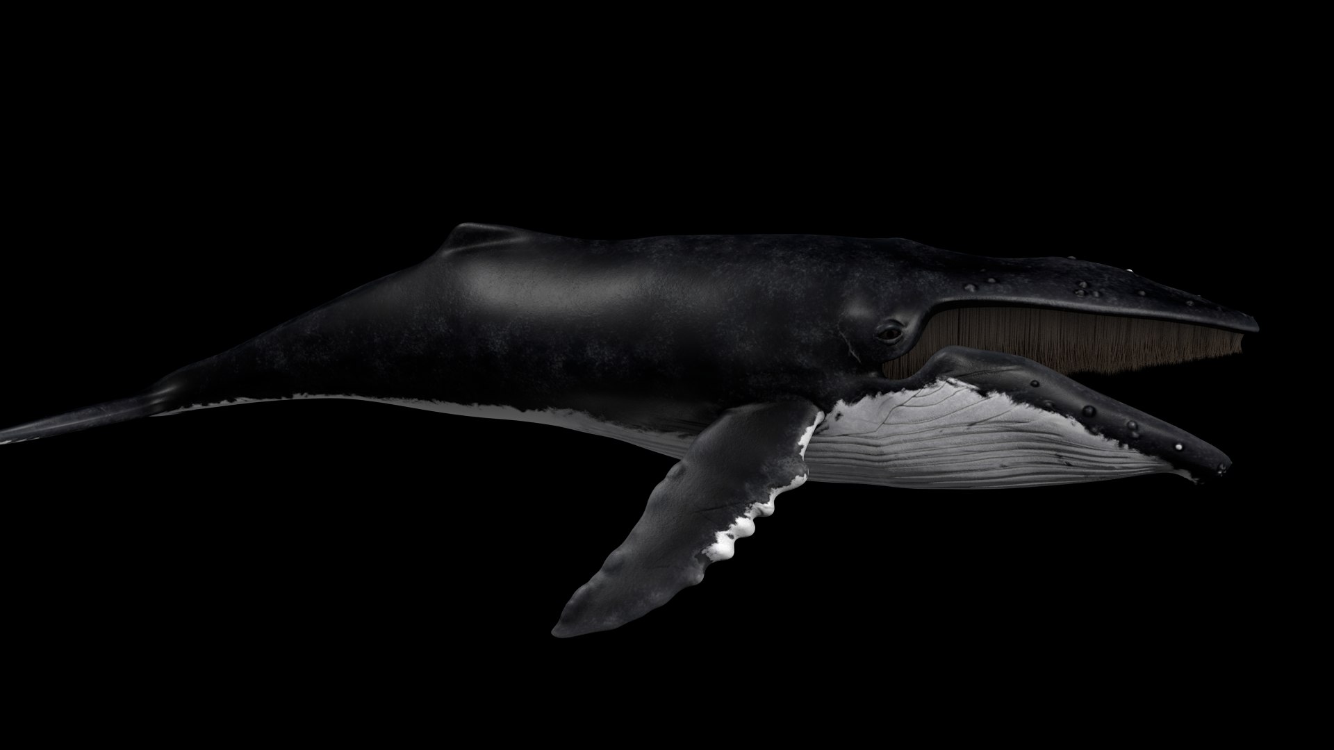 3d humpback whale megaptera novaeangliae model https://p.turbosquid.com/ts-thumb/CH/7Caq2F/3KaI20bO/side/png/1496612489/1920x1080/fit_q87/a84577cd740f9db5809aad2f218dbfee450b085f/side.jpg