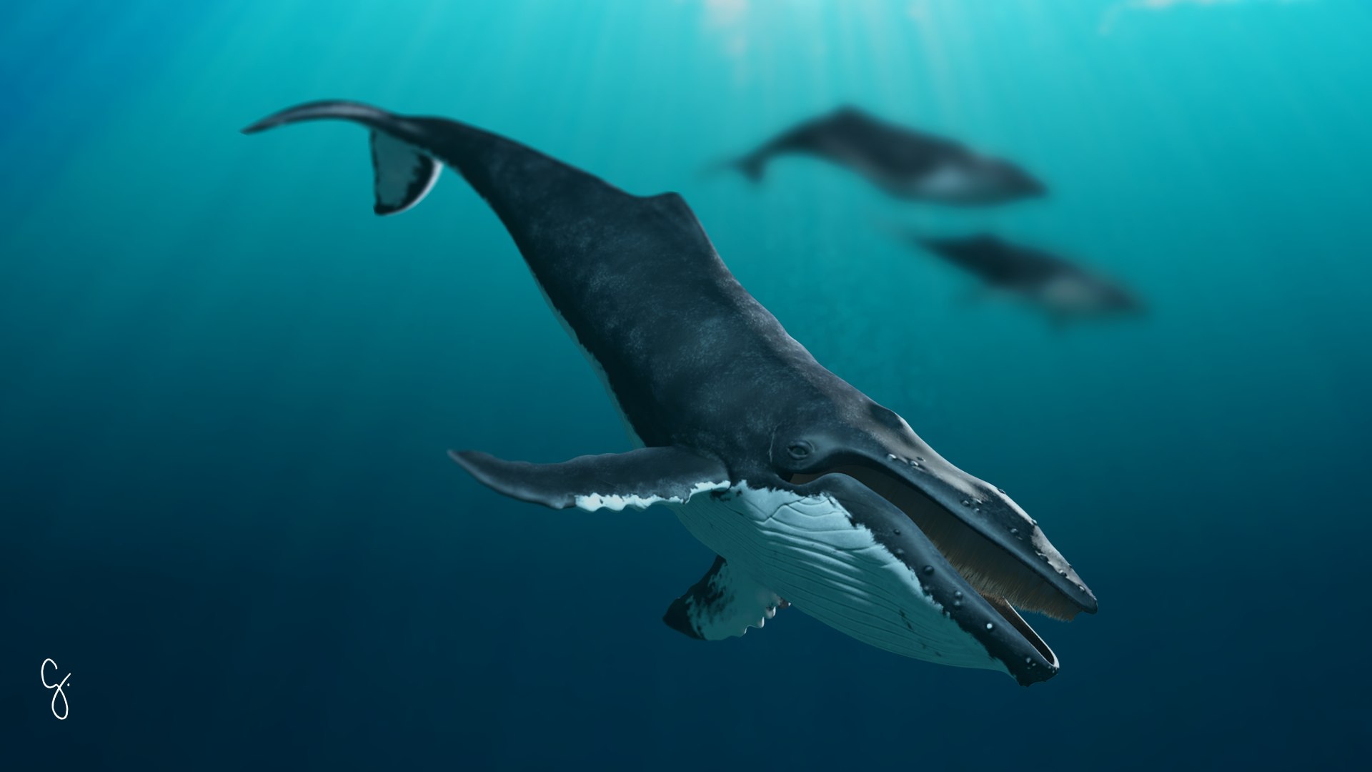 3d humpback whale megaptera novaeangliae model https://p.turbosquid.com/ts-thumb/CH/7Caq2F/7DBgMNZh/newthumb/png/1509954067/1920x1080/fit_q87/a8c4ad093d3a97a90f030765cfda50436141259a/newthumb.jpg