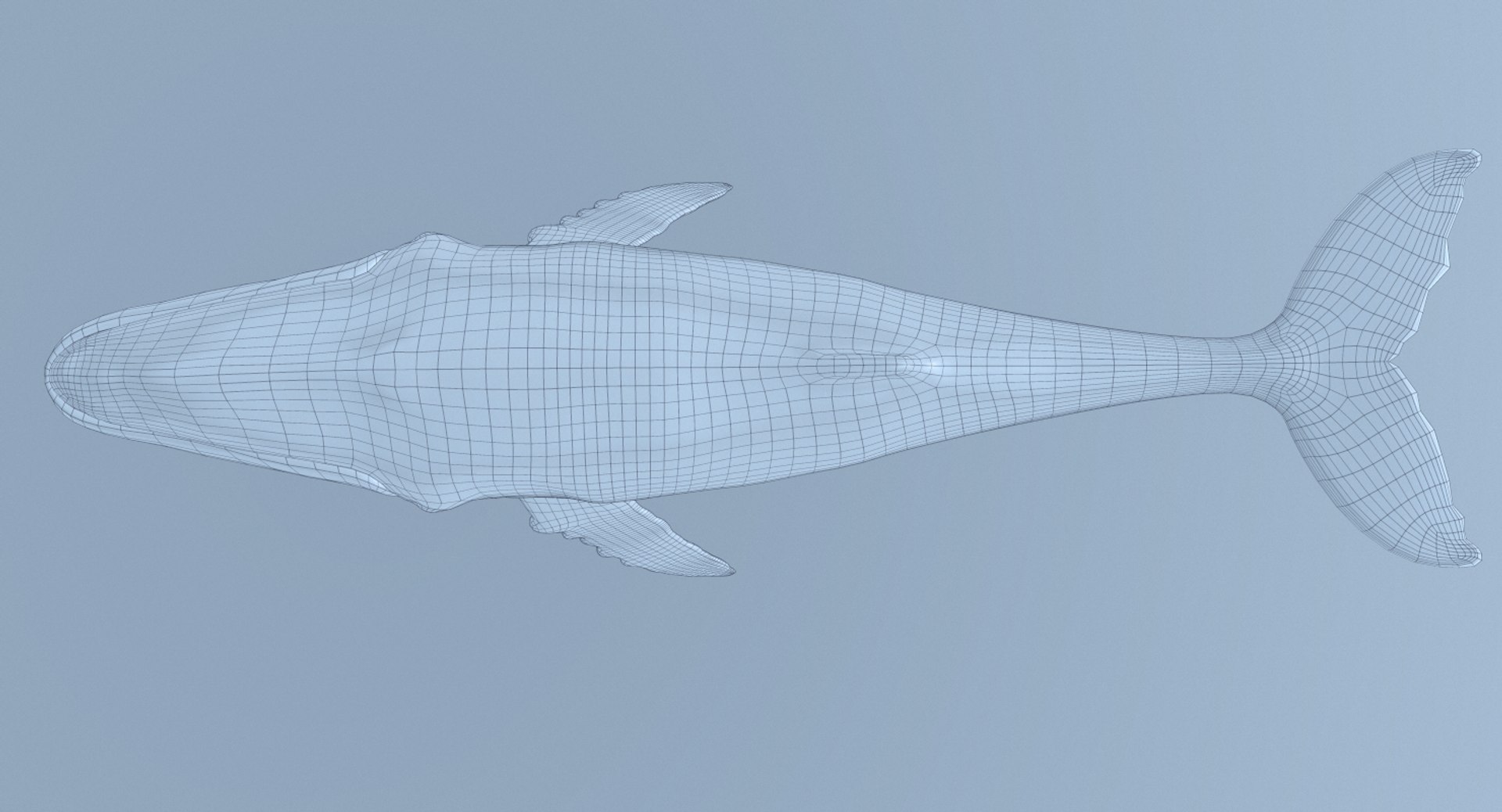 3d humpback whale megaptera novaeangliae model https://p.turbosquid.com/ts-thumb/CH/7Caq2F/E14wJsgw/screenshot002/png/1486183381/1920x1080/fit_q87/1cd0dc865be5aeda498e38ca440715749f96f202/screenshot002.jpg