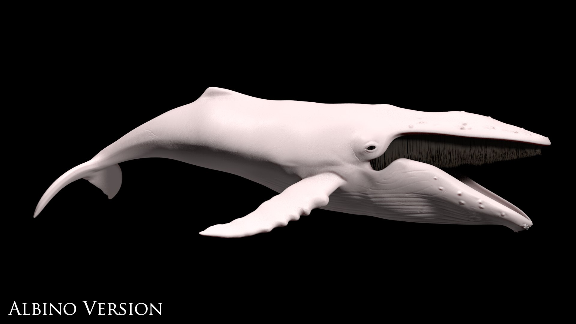 3d humpback whale megaptera novaeangliae model https://p.turbosquid.com/ts-thumb/CH/7Caq2F/SLK2I8kS/albinoversion/png/1497206719/1920x1080/fit_q87/7fbb85291fe79d1568d958adecf5da108ec39f2d/albinoversion.jpg