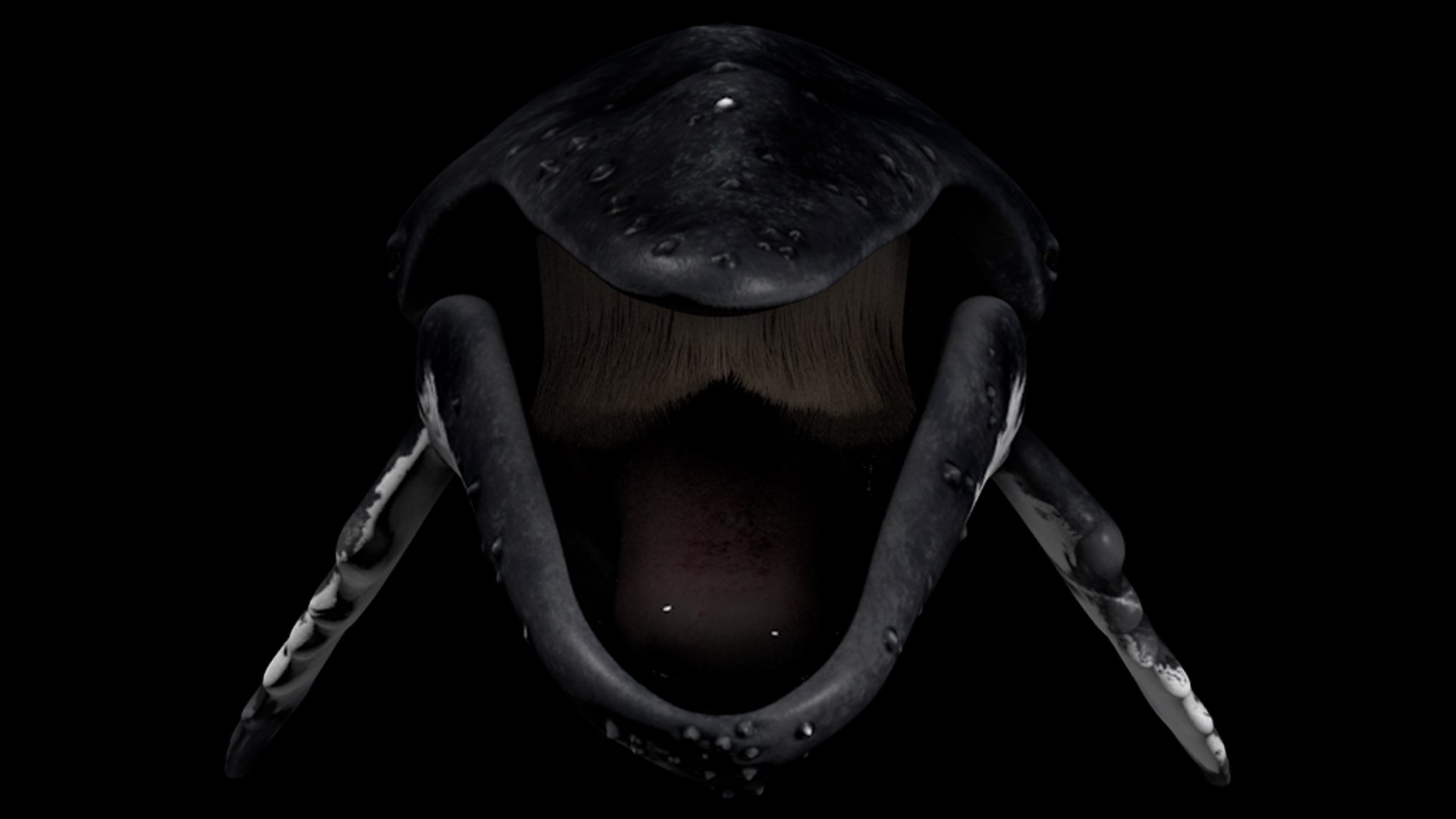 3d humpback whale megaptera novaeangliae model https://p.turbosquid.com/ts-thumb/CH/7Caq2F/eFUZhuBP/frontal/png/1496612489/1920x1080/fit_q87/bcf40e5a845c19a966f88828086d95fc9936fac8/frontal.jpg
