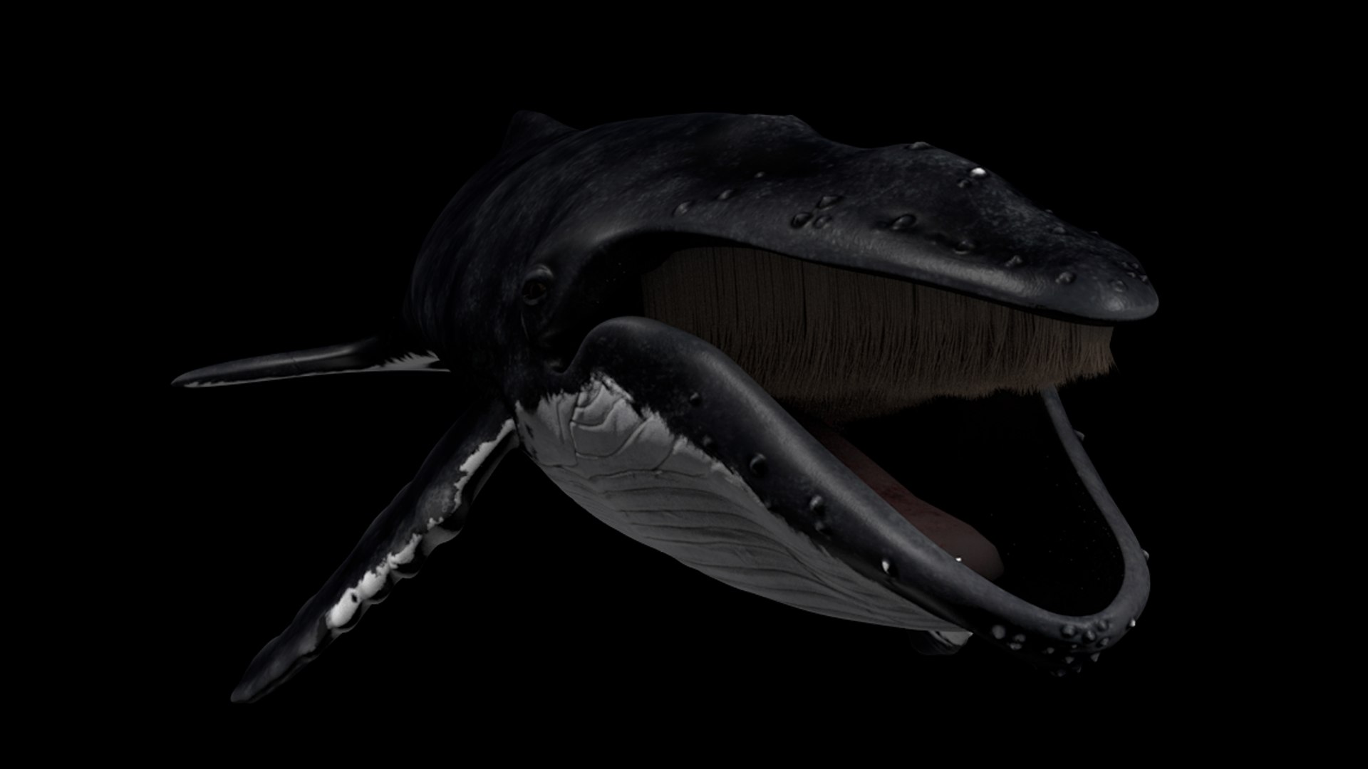 3d humpback whale megaptera novaeangliae model https://p.turbosquid.com/ts-thumb/CH/7Caq2F/jDKNvOw1/angular/png/1496612489/1920x1080/fit_q87/6756bc3a8842b841f00f4be0e3974f3ee48a98fa/angular.jpg