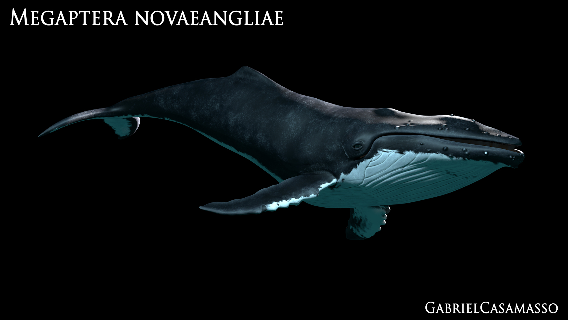 3d humpback whale megaptera novaeangliae model https://p.turbosquid.com/ts-thumb/CH/7Caq2F/pLfZSoNN/sideswim/png/1510009919/1920x1080/turn_fit_q99/3d42042c5a6804a2b13a4a81b12ea5796116d0c1/sideswim-1.jpg
