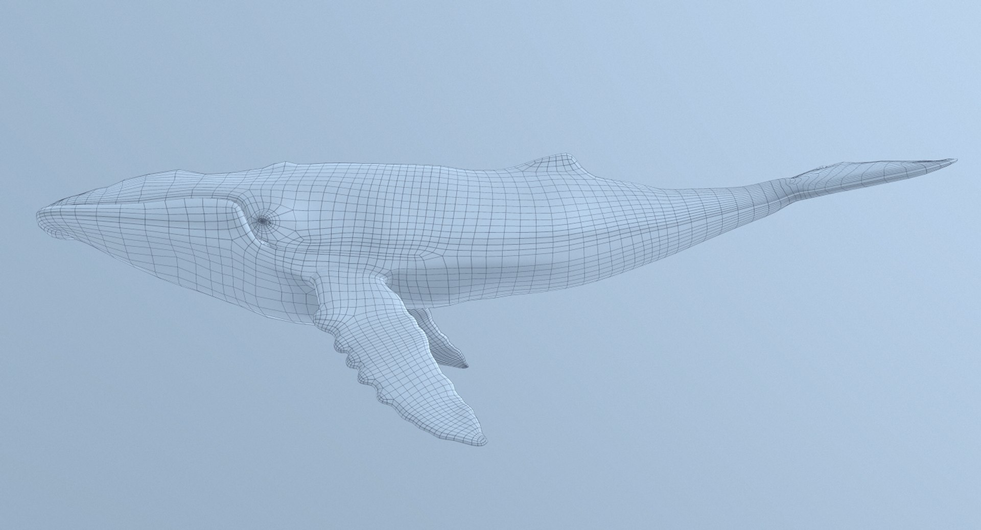 3d humpback whale megaptera novaeangliae model https://p.turbosquid.com/ts-thumb/CH/7Caq2F/tZSDdMZd/screenshot000/png/1486183381/1920x1080/fit_q87/32d4c4a627584f30f03d18f87108624506ed62cd/screenshot000.jpg
