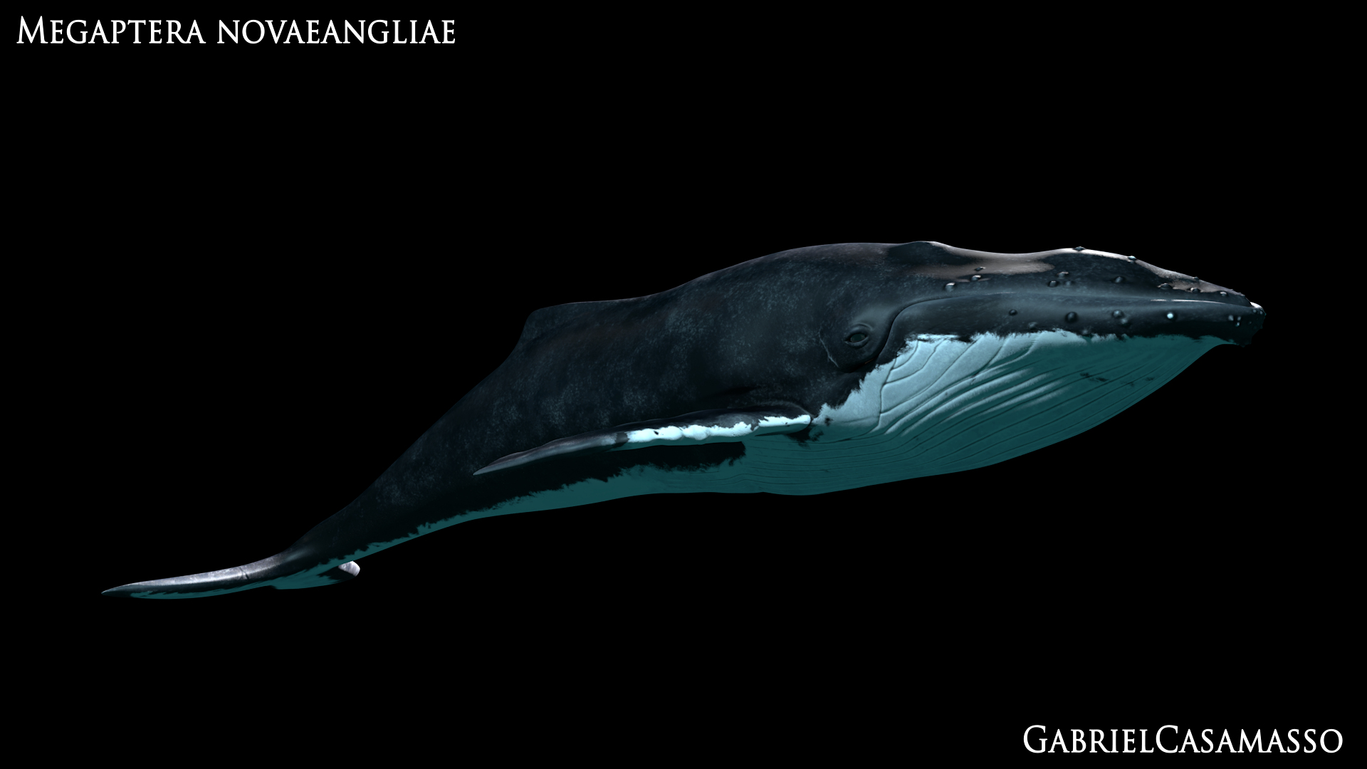 3d humpback whale megaptera novaeangliae model https://p.turbosquid.com/ts-thumb/CH/7Caq2F/wqXGsuvC/sideswim/png/1509960391/1920x1080/turn_fit_q99/6db23e48c04625c1938cb905b95c9458633cac75/sideswim-1.jpg