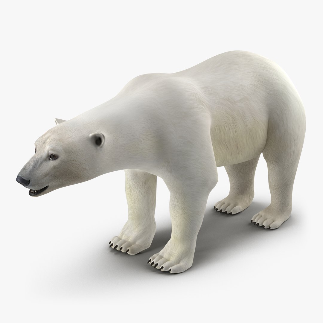 Polar Bear 3D model preview
