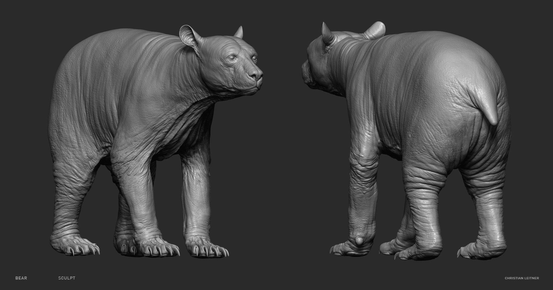 Bear Skeleton Muscles 3D Model - TurboSquid 1547136