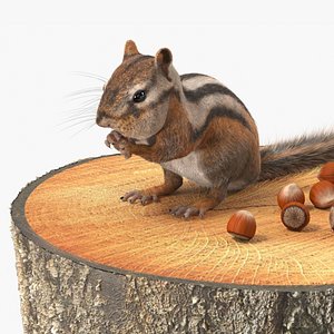 Chipmunk on Tree Stump with Nuts Fur