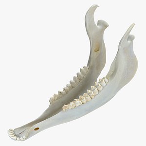 Red Deer Cervus Elaphus Female Jaw 01 3D