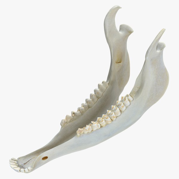 modelo 3d Ciervo Rojo Cervus Elaphus Mandíbula Hembra 01 - TurboSquid ...