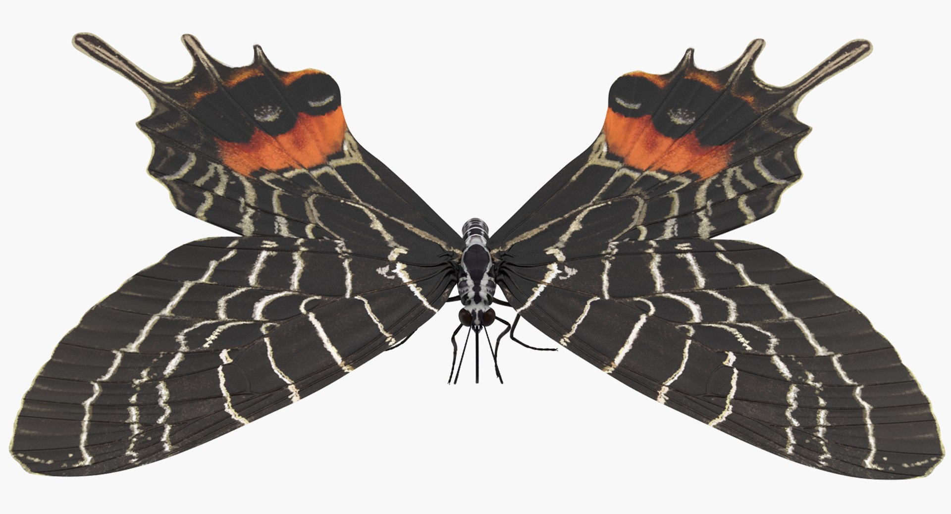 Bhutan Glory Butterfly 3D Model 3D model preview