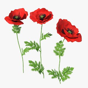 Blooming Poppy Flower Set
