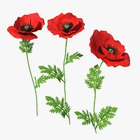 Blooming Poppy Flower Set