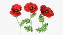Blooming Poppy Flower Set