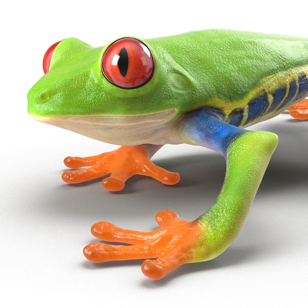 Red Eyed Tree Frog Pose 3 3D Model 3D model preview