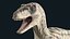 Velociraptor