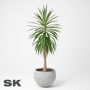 Yucca Elephantipes A
