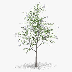 pear flowers hight 3D model