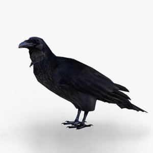 3D model Raven
