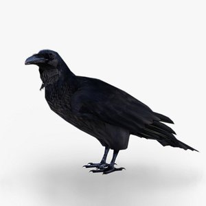 Raven