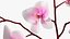 Phalaenopsis Orchid Tall Ceramic Vase 3D