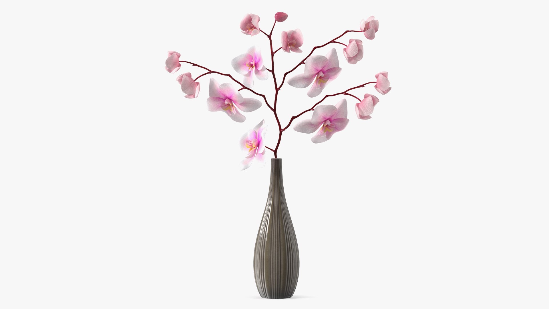 Phalaenopsis Orchid Tall Ceramic Vase 3D https://p.turbosquid.com/ts-thumb/CH/goeJy4/js/phalaenopsisorchidtallceramicvasec4dmodel001/jpg/1686866998/1920x1080/fit_q87/cd5263acd5d8ae0dc32ae09bc5bc954037ff648b/phalaenopsisorchidtallceramicvasec4dmodel001.jpg