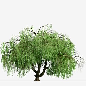 Fresh Curly Willow Branches - 3D Model for VRay, Corona