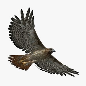 hawk animation 3d model