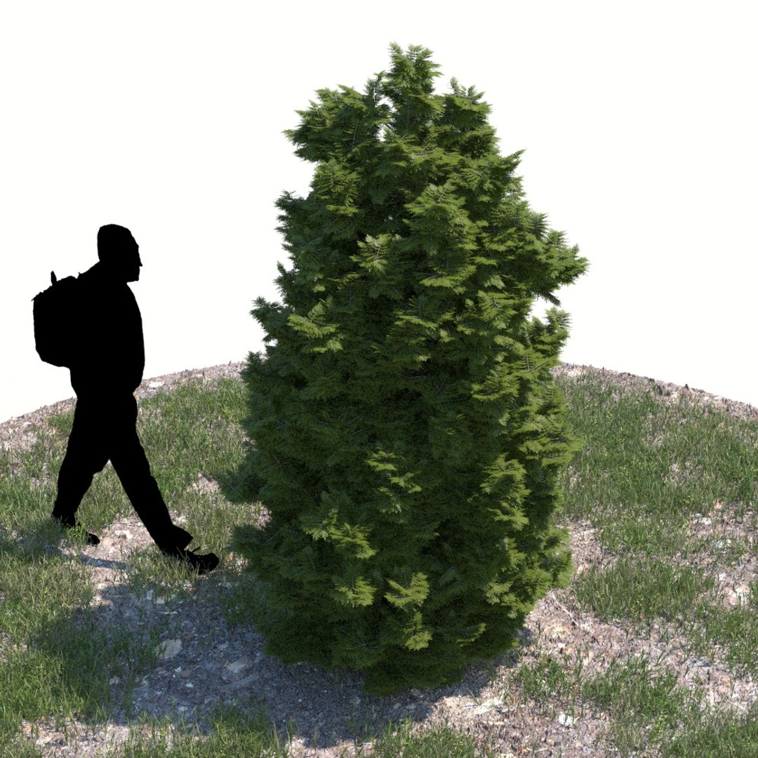 Realistic Thuja Tree 3d Model