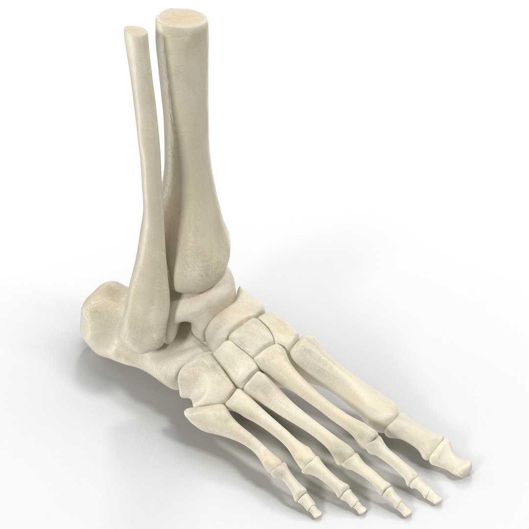 Human Skeleton Foot 3D model preview