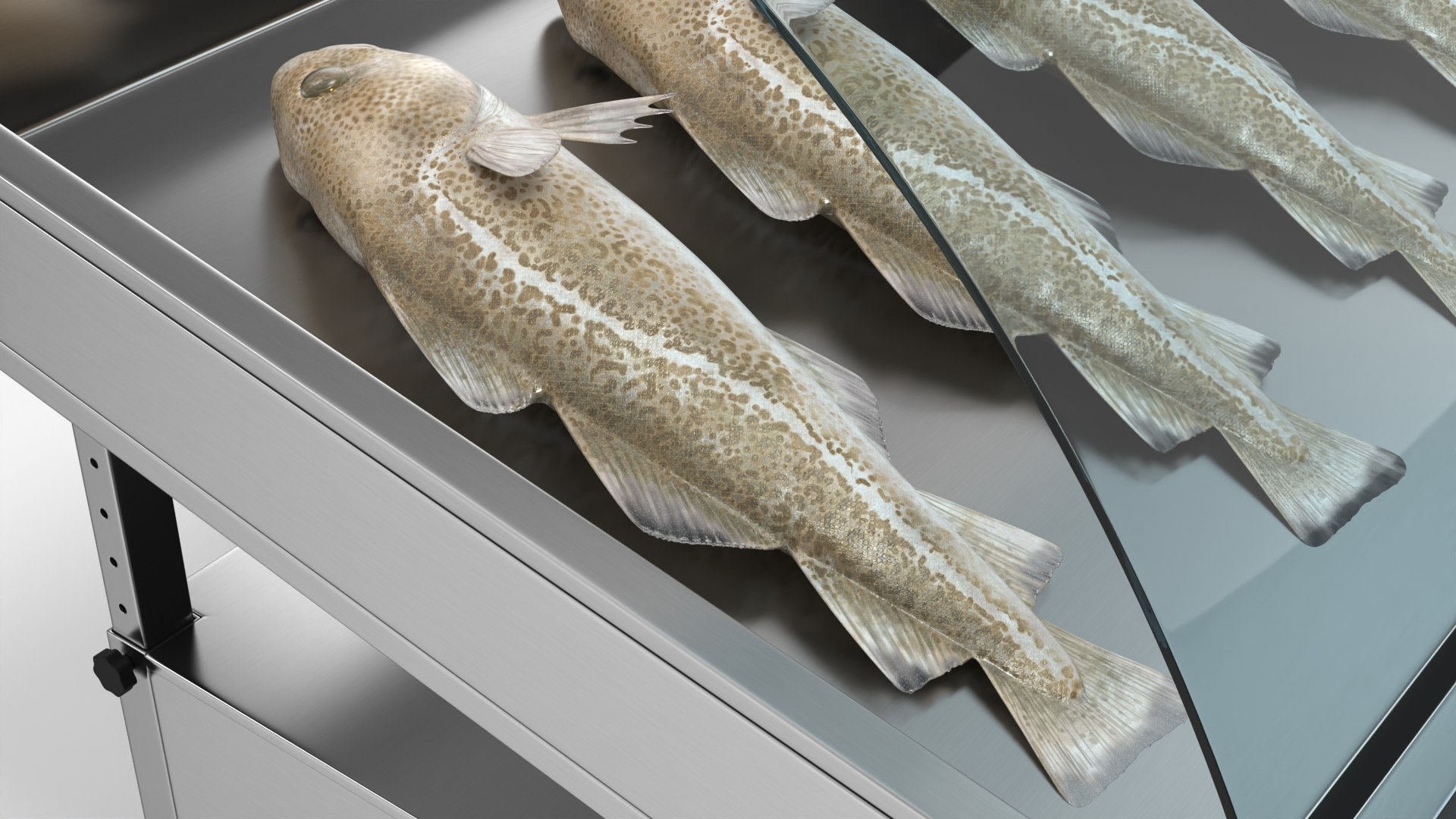 3D Cod Fish in Refrigerated Display Case on Counter model https://p.turbosquid.com/ts-thumb/CI/MLwiEN/SS/cod_fish_in_refrigerated_display_case_on_counter_005/jpg/1763674601/1920x1080/fit_q87/0b57de3a351ef5fb9a3e1d1cfadabdb1821fc2ed/cod_fish_in_refrigerated_display_case_on_counter_005.jpg