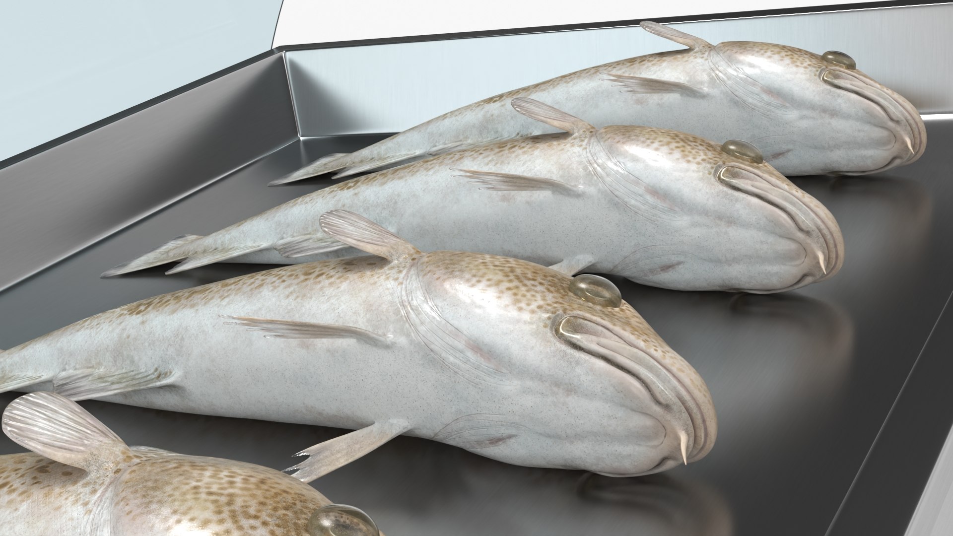 3D Cod Fish in Refrigerated Display Case on Counter model https://p.turbosquid.com/ts-thumb/CI/MLwiEN/VZ/cod_fish_in_refrigerated_display_case_on_counter_004/jpg/1763674597/1920x1080/fit_q87/c187328acf862fac7c890aaebf2567c0aabb3c31/cod_fish_in_refrigerated_display_case_on_counter_004.jpg