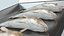 Cod Fish in Refrigerated Display Case on Counter