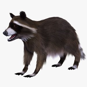 3d model raccoon ornatrix fur
