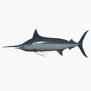 Blue marlin