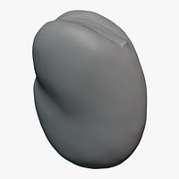 Broad Bean Kernel - For 3D Print