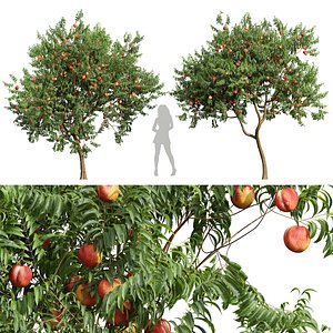 New Plant High detail Amygdalus Persica Peach 3D model