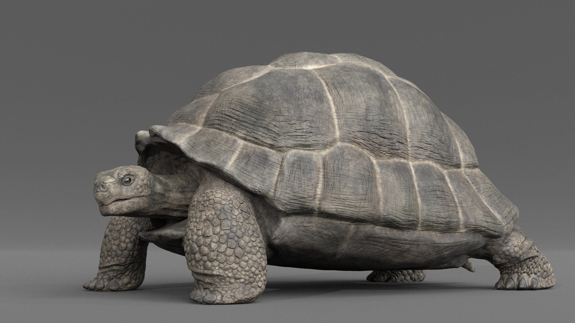 3D giant tortoise https://p.turbosquid.com/ts-thumb/CI/cvWY5y/2O/gianttortoise_poses_1_009/jpg/1604768289/1920x1080/fit_q87/58c406a4921c9335b6683b51675eb88cd07189db/gianttortoise_poses_1_009.jpg
