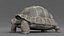 Giant Tortoise Rigged