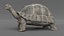 Giant Tortoise Rigged