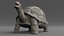 Giant Tortoise Rigged