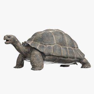 Giant Tortoise Rigged