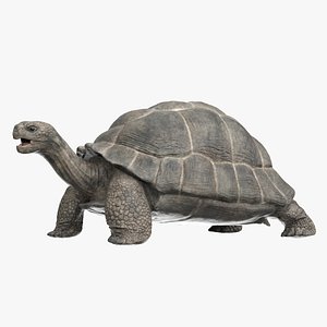 Giant Tortoise Rigged