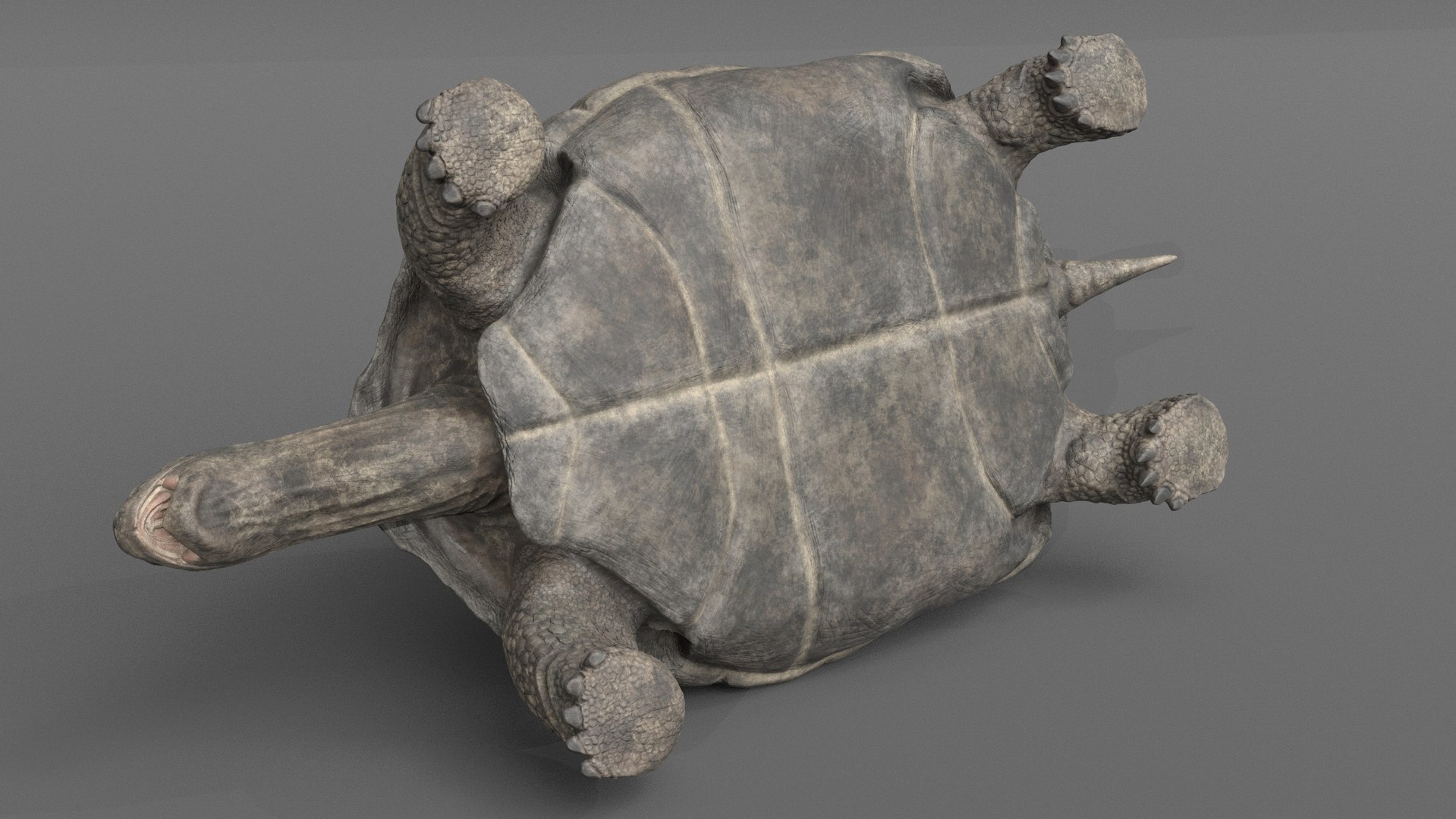 3D giant tortoise https://p.turbosquid.com/ts-thumb/CI/cvWY5y/JC/gianttortoise_poses_1_007/jpg/1604768281/1920x1080/fit_q87/5caf9cb830f435c59ffb7847858e8072e023444a/gianttortoise_poses_1_007.jpg